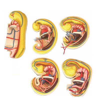 消化、呼吸、泌尿生殖、體腔的發(fā)生解剖示教模型 YJ/ZZ2017